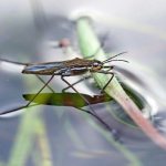 Water strider