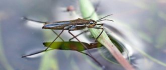 Water strider