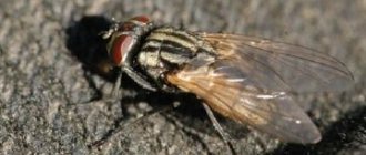 Wohlfarth fly