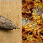 Wax moth and its larva