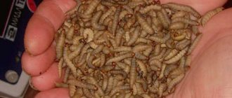 wax moth