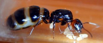 Reproduction of ant offspring