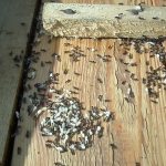 Вред, наносимый муравьями