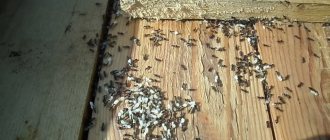 Damage caused by ants