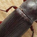 Harm from a furniture grinder, methods of control