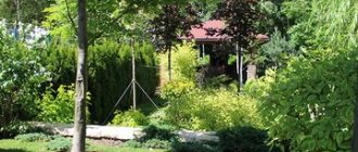 Вредители и болезни лиственных деревьев: фото и меры борьбы
