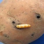 pests in potatoes