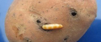 pests in potatoes