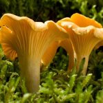 Все, что нужно знать о грибах паразитах и сапрофитах