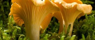 Все, что нужно знать о грибах паразитах и сапрофитах