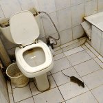 Выясняем, как можно быстро и эффективно поймать даже хитрую крысу в доме...