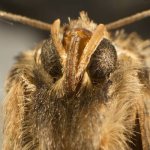 взрослая моль