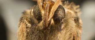 adult moth