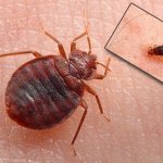 Взрослая особь постельного клопа