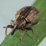 apple blossom beetle