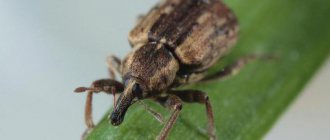 apple blossom beetle