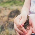 poisonous caterpillar