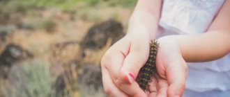 poisonous caterpillar