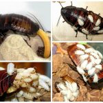 Яйца формируются и откладываются в своеобразную капсулу