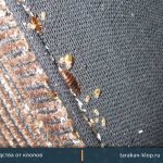 bedbug eggs
