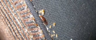 bedbug eggs