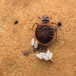 Bedbug eggs