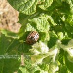 Яйца колорадского жука. Описание колорадского жука