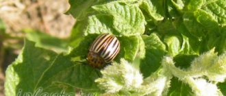 Colorado potato beetle eggs. Description of the Colorado potato beetle