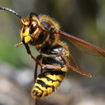 Японский шершень