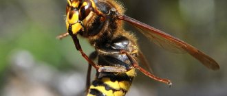 Japanese hornet
