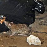 It is often useful to combine different methods and means to get rid of rodents as quickly as possible.