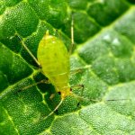 Green aphid