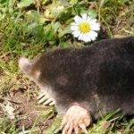 Жизнь кротов