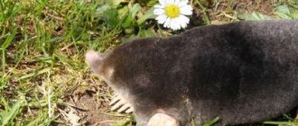 Жизнь кротов