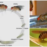 Life cycle of a fly