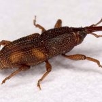 Bugs in cereals - 5 ways to get rid of them in the kitchen, can the products be used?