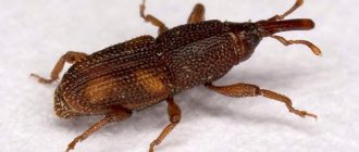 Bugs in cereals - 5 ways to get rid of them in the kitchen, can the products be used?
