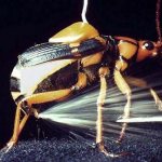 Жук-бомбардир-Особенности-образ-жизни-и-среда-обитания-насекомого-3