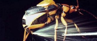 Bombardier beetle-Features-lifestyle-and-habitat-of-insect-3