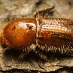 Жук короед в доме: борьба с упрямыми насекомыми агрессорами