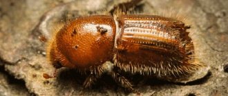 Bark beetle in the house: fighting stubborn insect aggressors