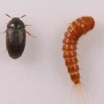 how to get rid of beetle beetle