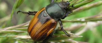 Beetle Kuzka