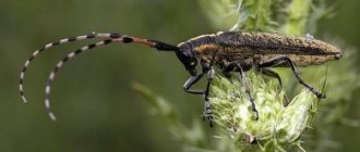 Longhorned beetle-insect-Description-features-species-lifestyle-and-habitat-of the longhorned beetle-4