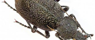 Crimean ground beetle