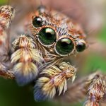 Значение Паука в славянской ведической традиции