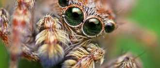 The meaning of Spider in the Slavic Vedic tradition