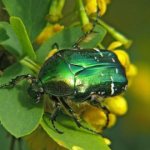 Golden bronze or common bronze, photo